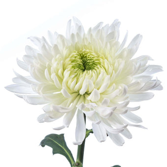 compare product Super Mums White Magnum