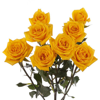 compare product Spray Rose 50cm Yellow Mariah