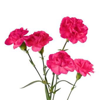 compare product Mini Carnation Dark Pink