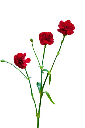 compare product Mini Carnations Burgundy - Select