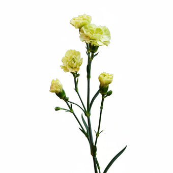 compare product Mini Carnations Green - Select