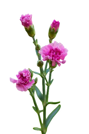 compare product Mini Carnations Lavender - Select
