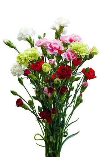 compare product Mini Carnations Assorted - Select