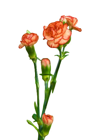 compare product Mini Carnations Orange - Select