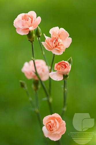 compare product Mini Carnations Peach - Select