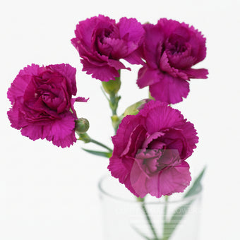 compare product Mini Carnations Purple - Select