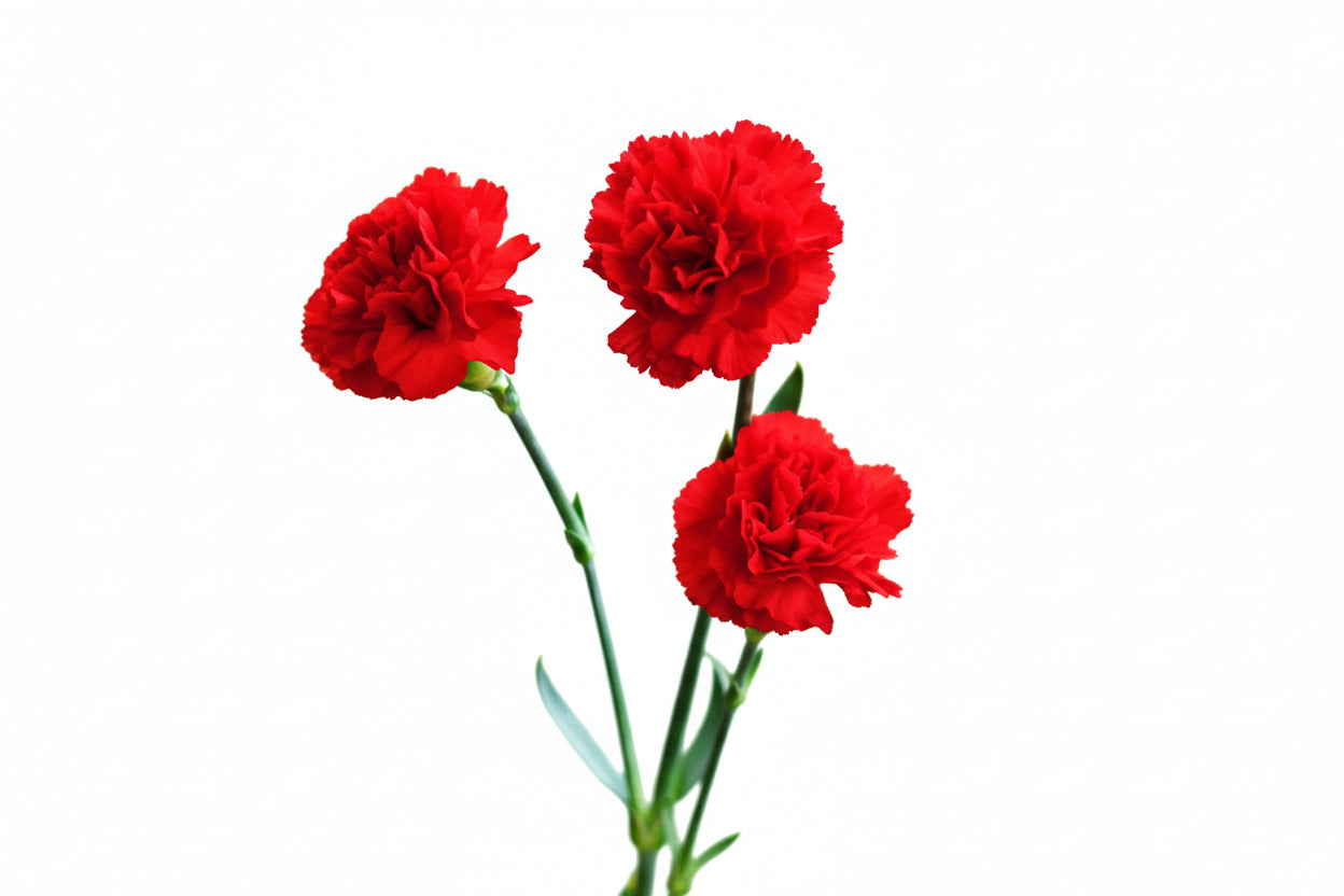 MINXXXRED1.jpg