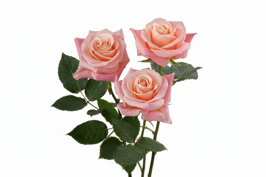 Miss_Piggy_Rose_Conceptual_View_Rosaprima.jpg