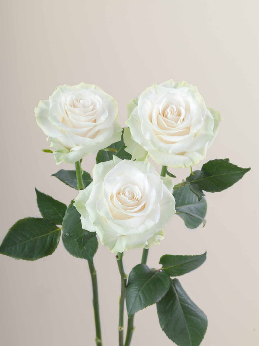 Mondial_Rose_Trio_View_Rosaprima.jpg