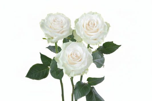 Mondial_Rose_Trio_View_Rosaprima.jpg
