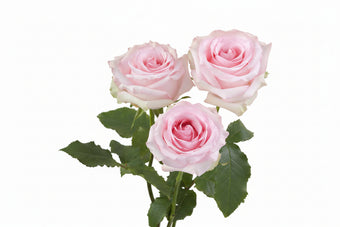 compare product Roses Light Pink Nena 50cm