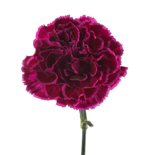 Nobbio-Violet-1-oqtw9qxu6mh4zld7lk2qjybh0h0th0w9pi9rwqla8g.jpg