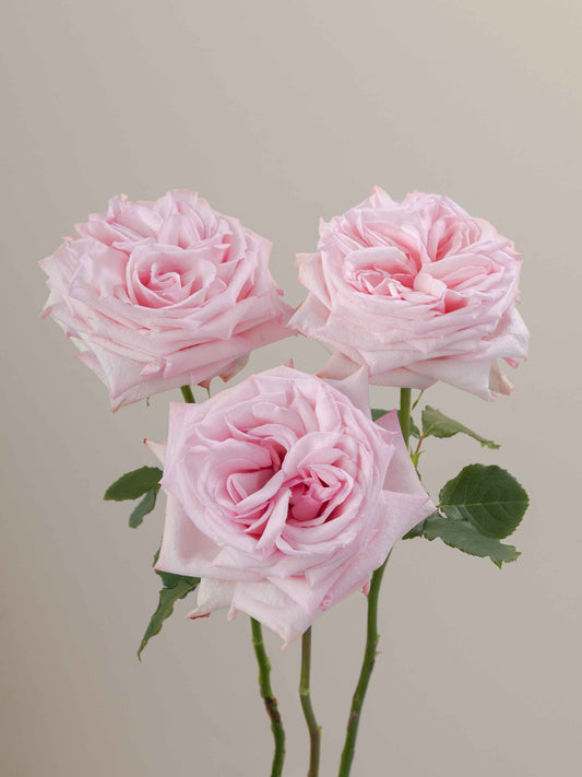 OHara_Rose_Trio_View_Rosaprima.jpg