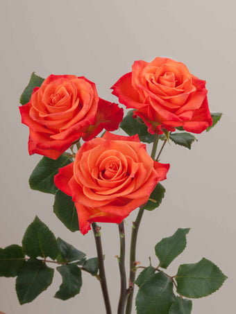 compare product Roses Orange Orange Crush 40cm
