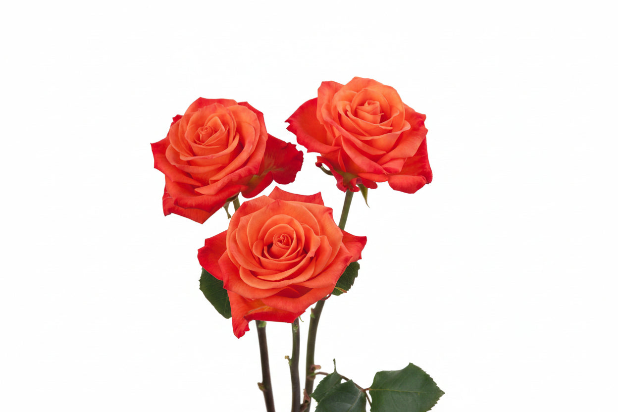 Orange_Crush_Rose_Trio_View_Rosaprima.jpg