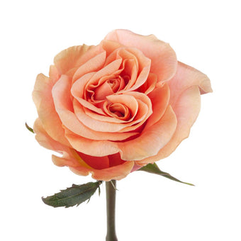Ah!Maze Roses 50cm Peach Phoenix – DirectBloom