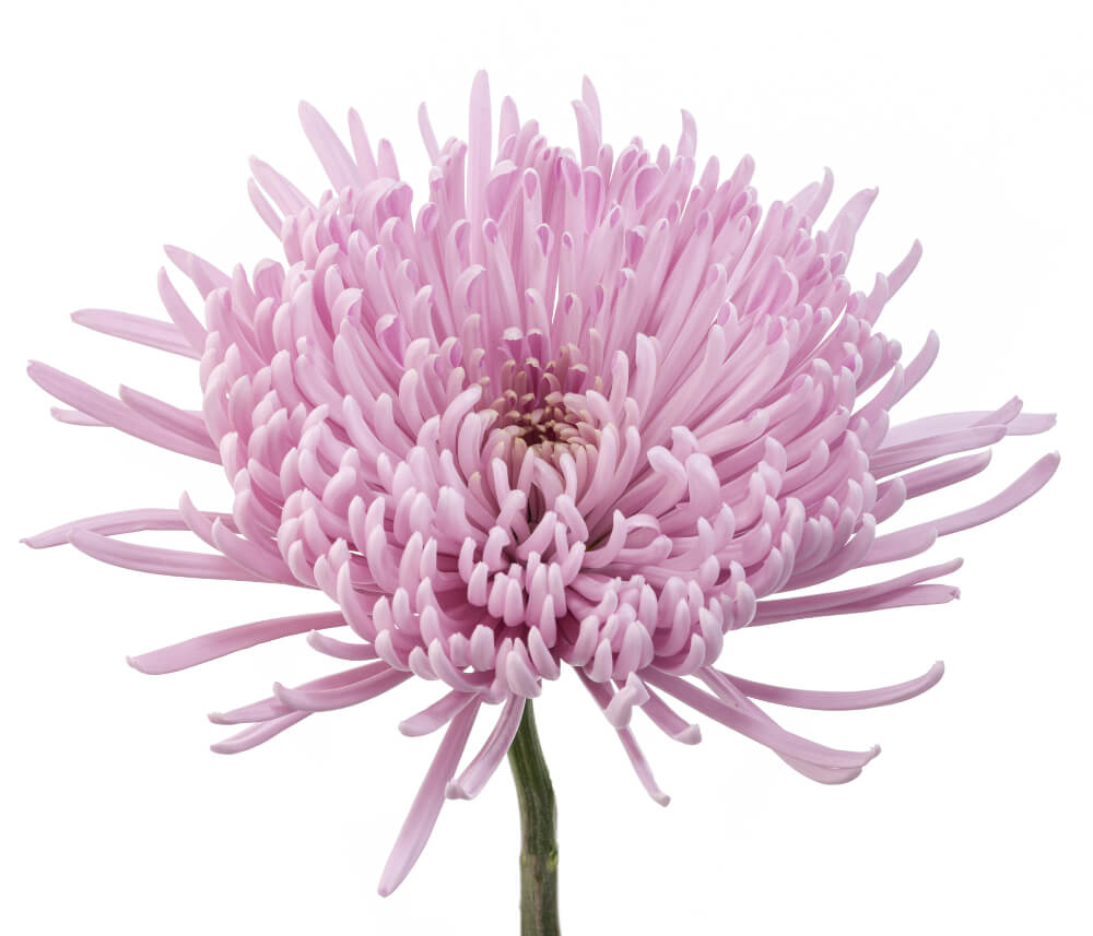 PINKRAY.jpg