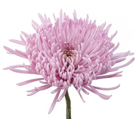 PINKRAY.jpg