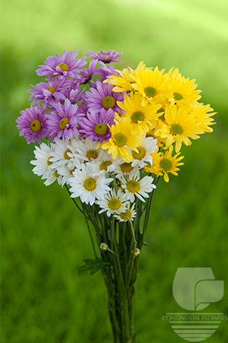 compare product Pompoms Assorted - Daisy
