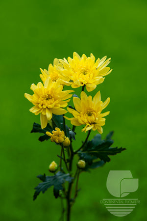 compare product Pompoms Yellow Zembla Cushion