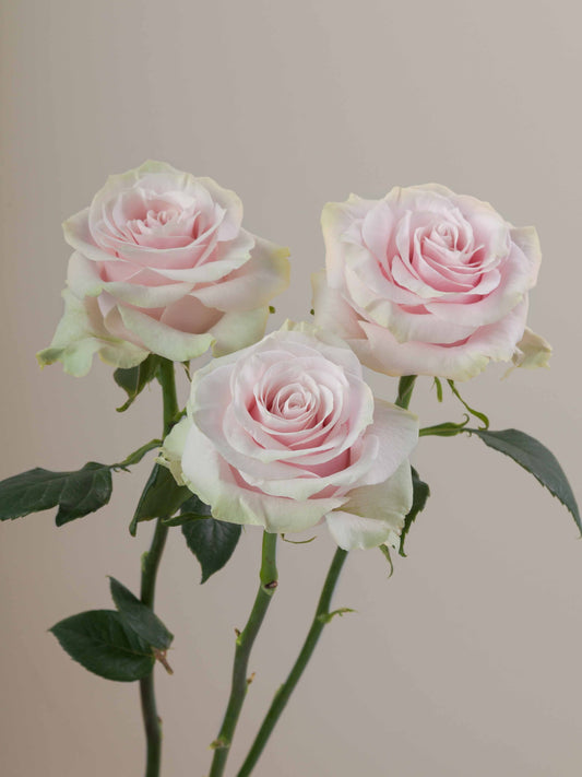 Pink_Mondial_Trio_View.jpg