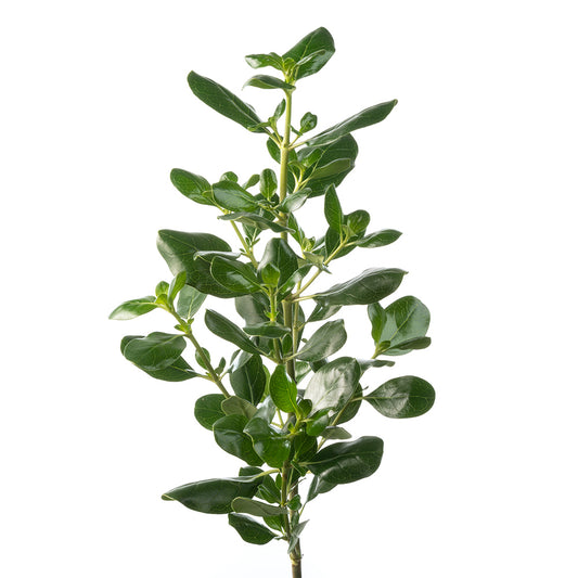 Pittosporum.jpg