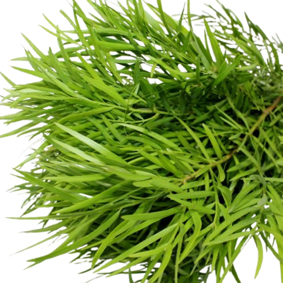 Podocarpus Weeping - 15 Pack