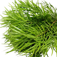 Podocarpus Weeping - 15 Pack