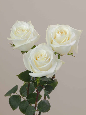 compare product Roses White Polar Star 50cm