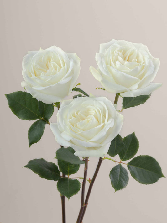 Polo_Rose_Trio_View_Rosaprima.jpg