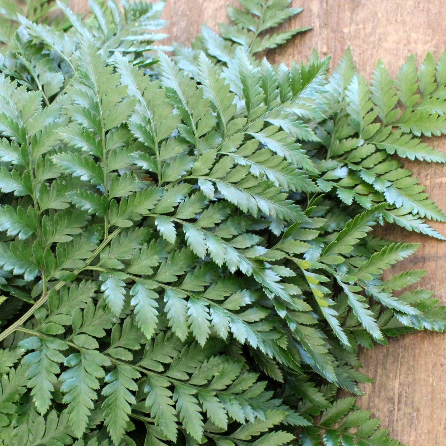 Leatherleaf - 20 Pack