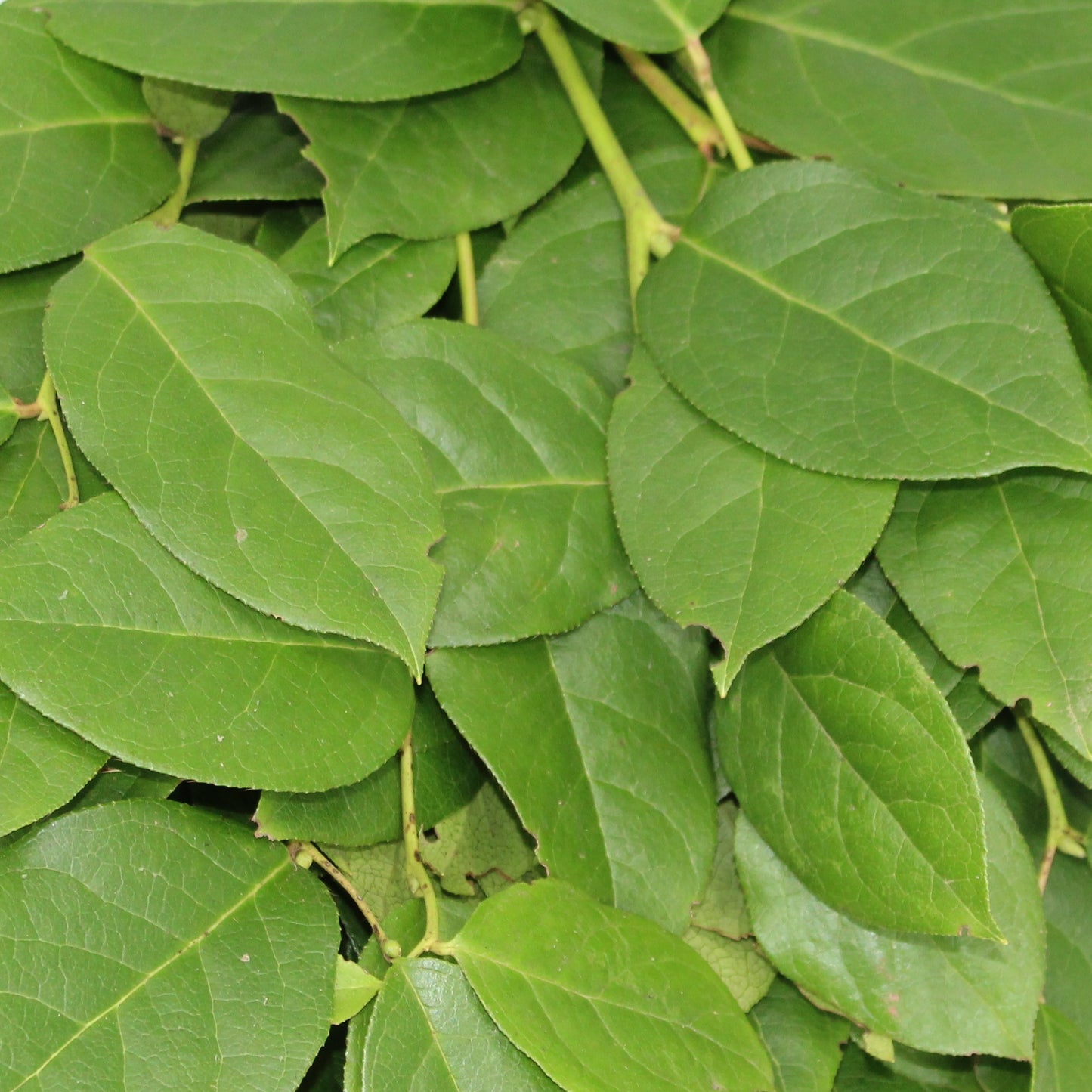 Salal Tips - 10 Pack