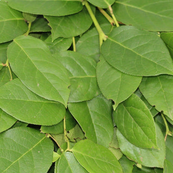 compare product Salal Tips - 10 Pack