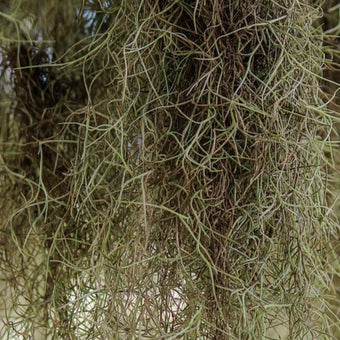compare product Spanish Moss
