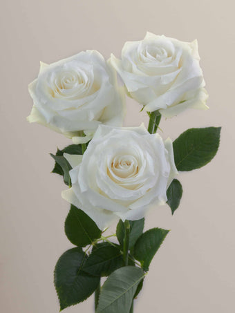 compare product Roses White Proud 50cm