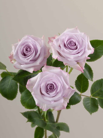 compare product Roses Lavender Purple Haze 50cm