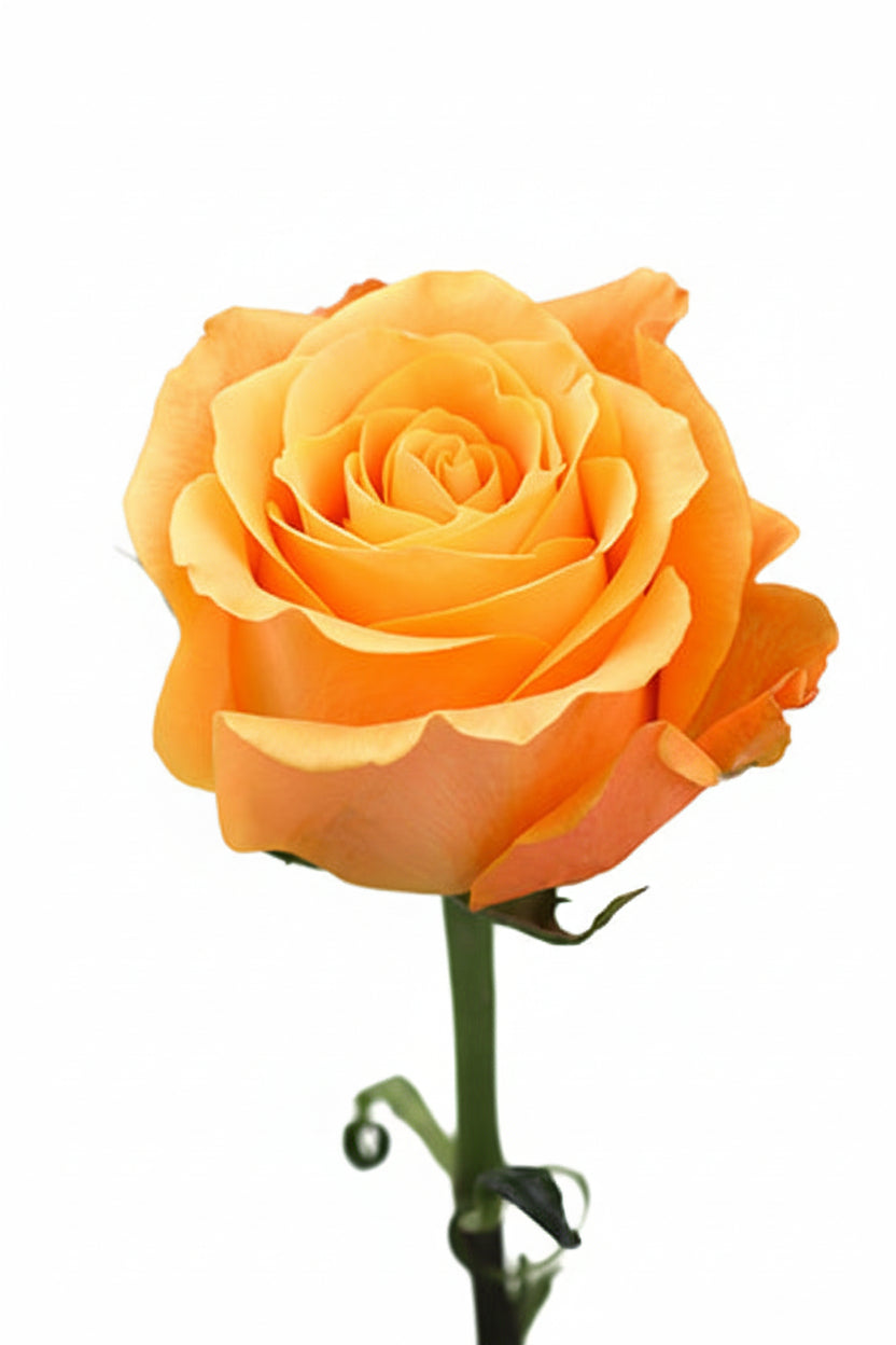 Roses Orange Aloha 60cm – DirectBloom