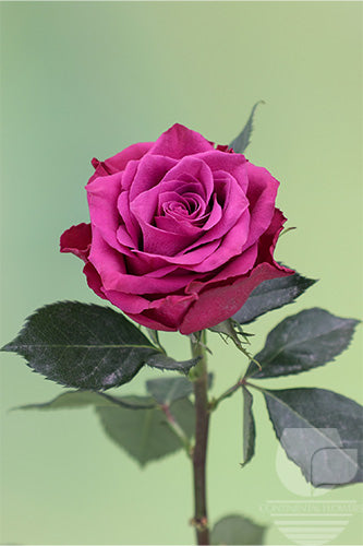 compare product Roses Purple Ascot 50cm