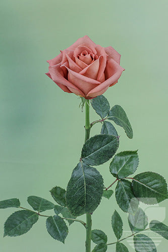 Roses Vintage Barista 50cm