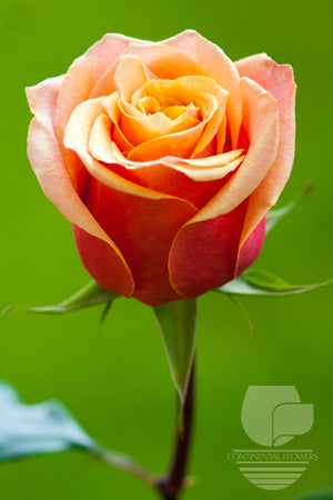 compare product Roses Orange Bicolor Cherry Brandy 40cm