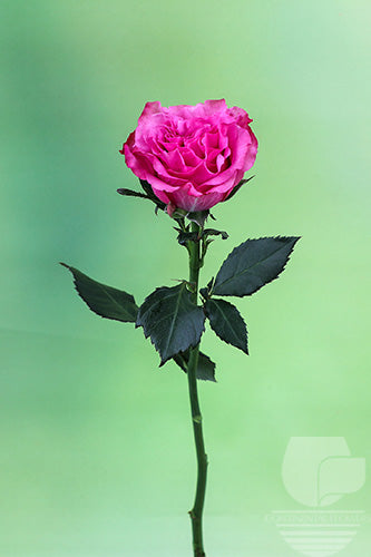 Roses Lavender Country Blues 50cm