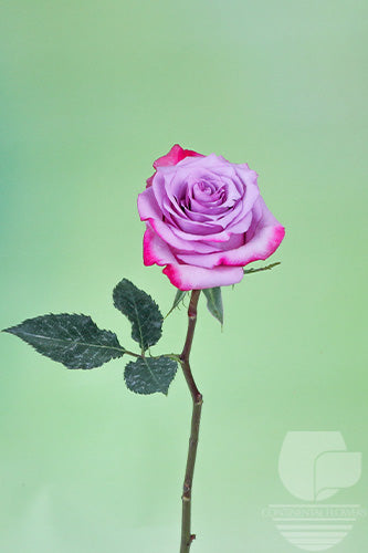 Roses Lavender Deep Purple 50cm