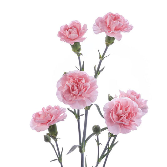 ROSEMARYg-osyj5h9fyhp7x7wz4k30ygqr48pjpkcekj9i5i8hlc.jpg