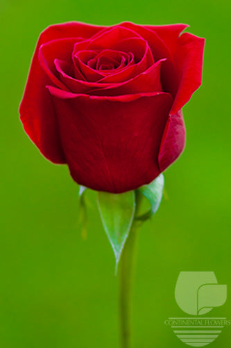 compare product Roses Red Freedom 60cm