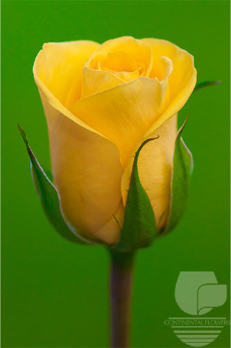 compare product Roses Yellow Gold Strike 50cm