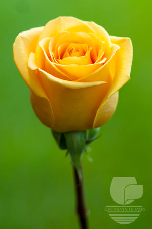 Roses Yellow Hummer 50cm