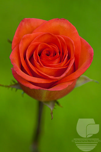 compare product Roses Bicolor High And Orange Magic 50cm