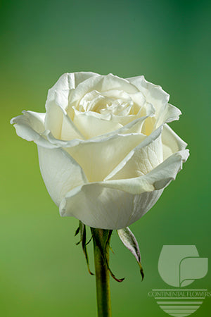 compare product Roses White Playa Blanca 50cm