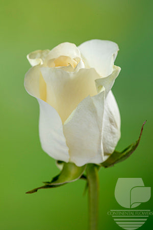 compare product Roses White Sugar Doll 60cm