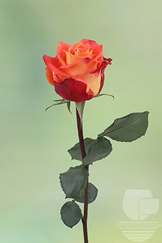 compare product Roses Bicolor Silantoi 50cm